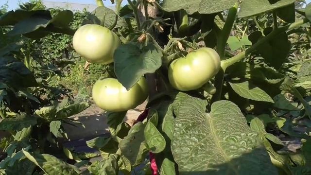 Томатный Гном Золотой цыган отличается от других. Обзор томата в открытом грунте в конце мая. смотреть онлайн