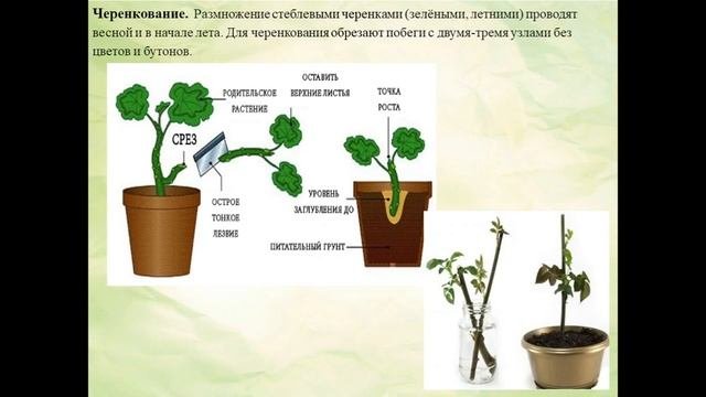 Декоративно цветочные культуры Весенние работы в цветоводстве