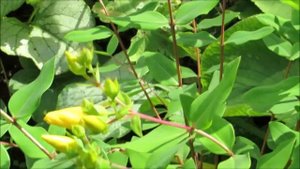 Зверобой кустарниковый