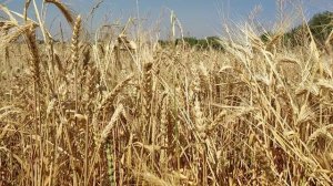 Пшеничное поле / Узбекистан