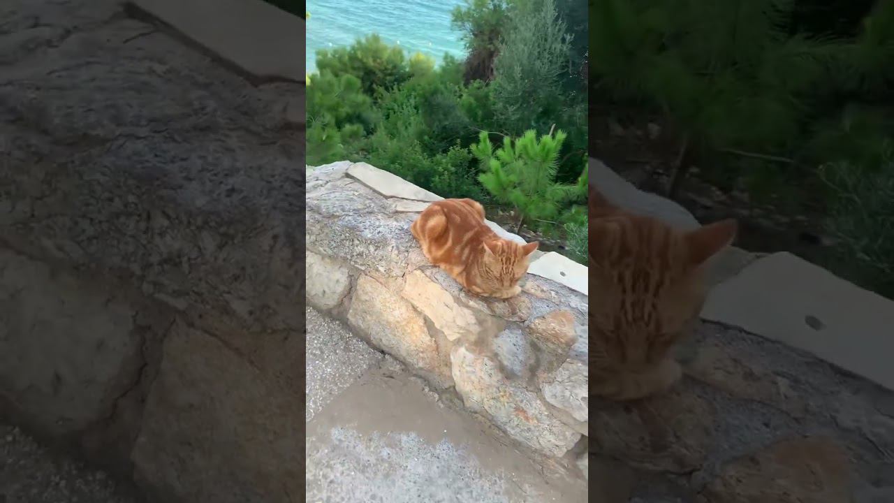 Солнечный кот
