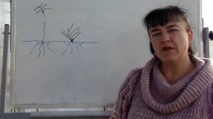 Привитые или не привитые саженцы - что выбрать? Садовый Ликбез.