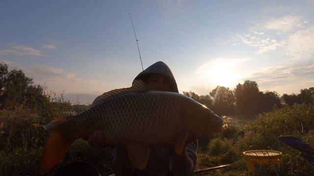 Летняя.рыбалка на большого карпа, на дикаре. смотреть онлайн