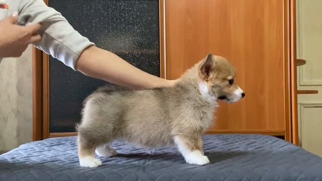 Адлер Жуль из Третьяковской галереи