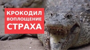 Крокодил - воплощение страха
