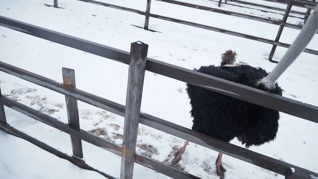 Брачный танец страуса. Мы ШОКированы смотреть онлайн