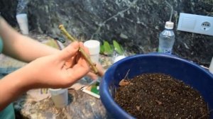 Разведение роз методом БУРРИТО. 21.04.2015.