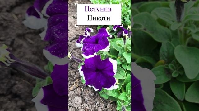 Петуния пикоти.?