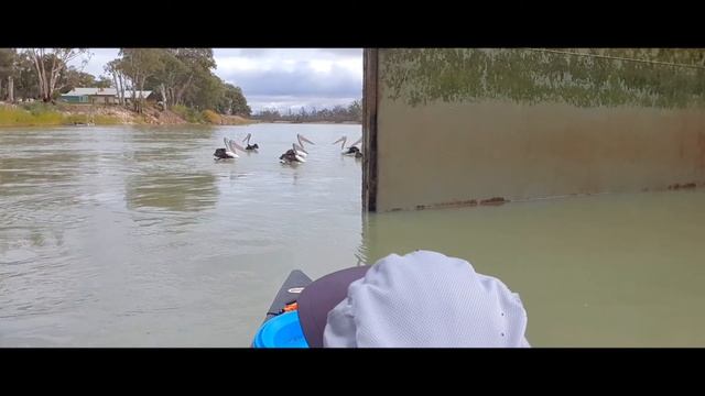 Day 4 of 30~ Aussie solo canoe camping ~ section-paddling the Murray River смотреть онлайн