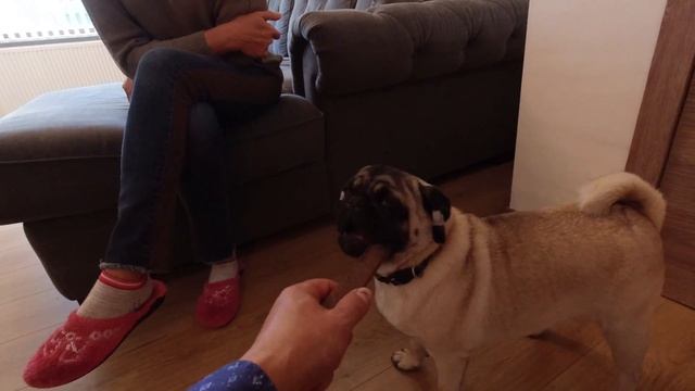 Щенок грызет мебель, рвет и таскает пеленку. Пакостит собака. смотреть онлайн