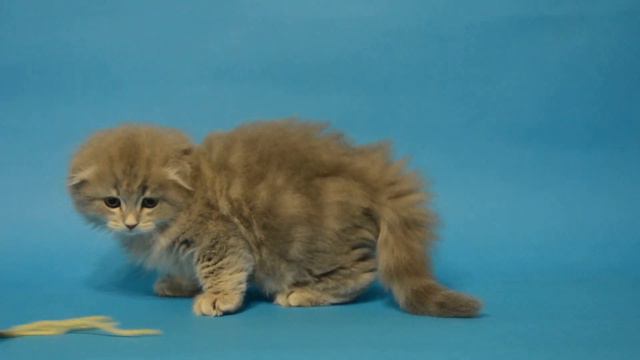 DSC 4900 смотреть онлайн