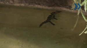 Тупорылый крокодил Иван Грозный