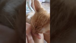 Котенок сосёт пальцы у девочки. И чмоокает как Поросенок