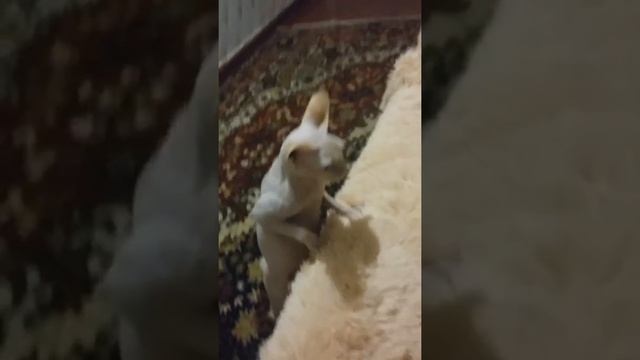 Сфинкс это нечто)))) ЕДИМ БАНАН И ОТВЕЧАЕМ НА ВОПРОС В КОНЦЕ ВИДЕО смотреть онлайн