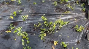 Только Так-Мы Садим Помидоры-Каждый год на Чёрную Плёнку в Парнике!✌️??