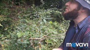 АДАМОВО КОРЕНЬ/ ВЕДЕНО/1/
