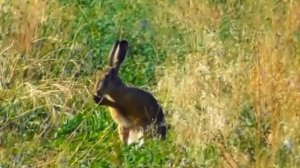 Как выглядит заяц в дикой природе