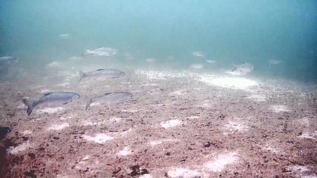 моя подводная камера FocusFish (3) смотреть онлайн