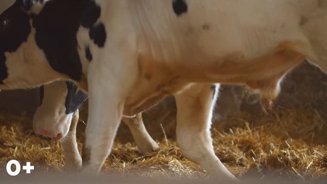 Молодой фермер | Обзор фермы | Кормление коров | Содержание коров | 2 часть смотреть онлайн