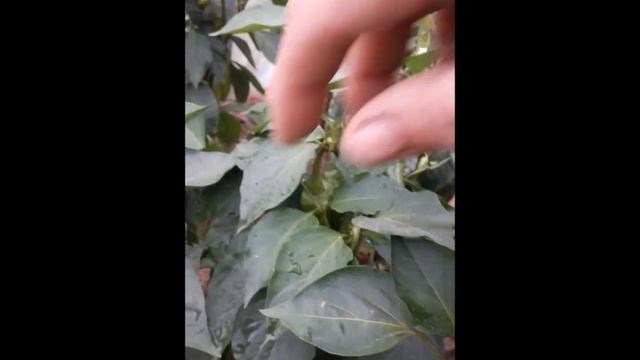 Сорт сладкого перца Воловье ухо смотреть онлайн