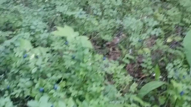 грибы на жареху смотреть онлайн