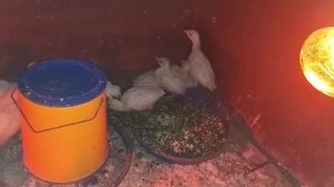 Индюшата 3 недели. Чем кормить индюшат зимой.
