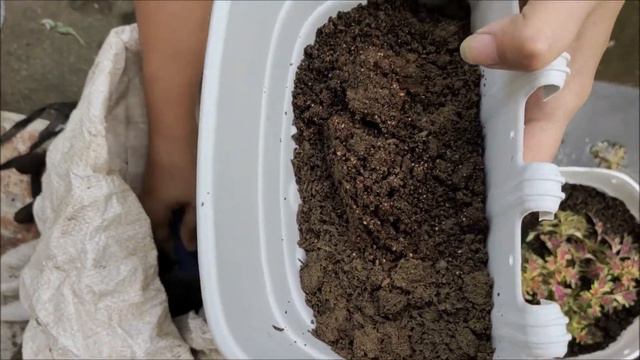 RARE COLEUS MINI MAYANA CUTTINGS PLANTED AT HOME FOR GARDEN PROPAGATION IN THE PHILIPPINES смотреть онлайн