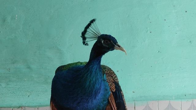 Обрезка (дебрикирование) клюва у павлина. Когда и зачем делается. смотреть онлайн