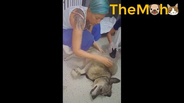 She was dumped alone on the street with huge tumor, so scared and terrified     Happy transformatio