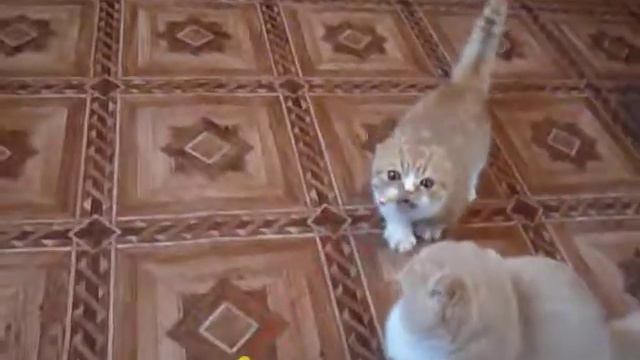 P1200610 МАНЧКИН - КОТЯТА ПРОДАЮТСЯ !!! смотреть онлайн