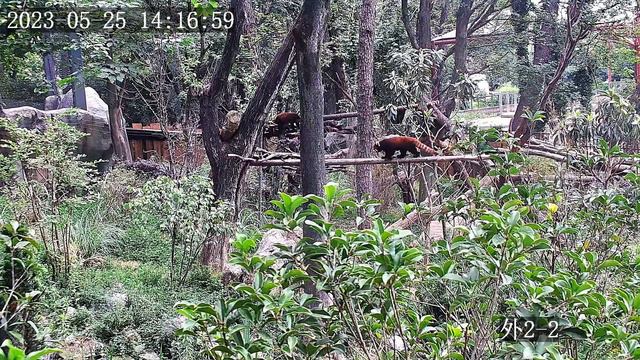 UNIVIEW представляет своего нового друга: Красная панда из Нанкинского лесного зоопарка Хуншань смотреть онлайн