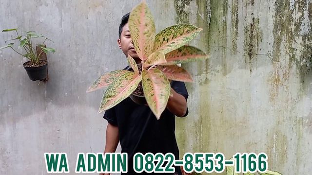 5 RIBUAN OBRAL AGLONEMA TURUN HARGA LANGSUNG LARIS... AGLONEMA KOCIN BROWN | AGLONEMA KOCIN TEMBAGA смотреть онлайн
