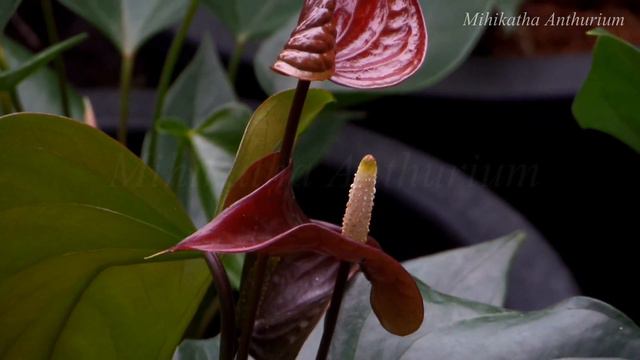Gold Anthurium (Mihikatha Anthurium) смотреть онлайн
