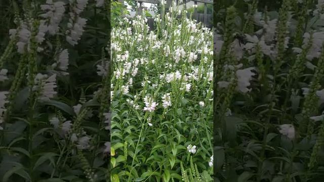 Physostegia Virginiana is a great pollinator plants for large bees