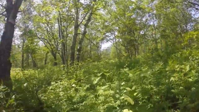 Елизово, "Шарик" участок 7га