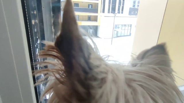 #vlog🐕Собачий Влог🐶 Что Арчик делает в выходные? смотреть онлайн
