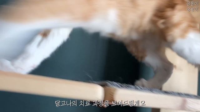 아기고양이 약욕 목욕하기! (링웜이 거의 다 완치되어 갑니다) / A ringworm kitten takes a medicated bath! смотреть онлайн