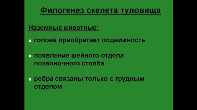 Филогенез скелета туловища человека.