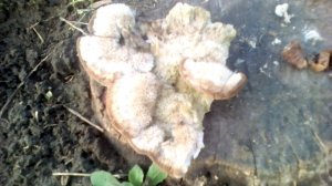 Удаление пеньков на огороде с помощью "ВЕШЕНОК"! Результат!!