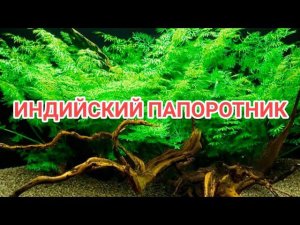 ИНДИЙСКИЙ ПАПОРОТНИК. УСЛОВИЯ СОДЕРЖАНИЯ В АКВАРИУМЕ И РАЗМНОЖЕНИЕ