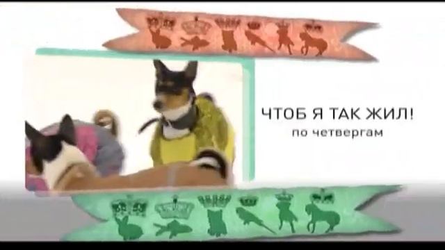 Чтоб я так жил. Басенджи. Анонс смотреть онлайн