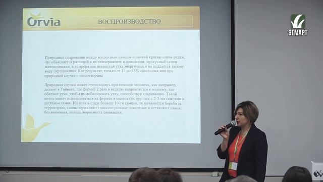 Французский мулард - генетические особенности гибрида. смотреть онлайн