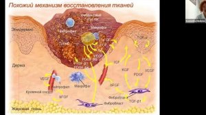 Пилинги Innoaesthetics Классификация Преимущества мультикислотных пилингов. Часть 1