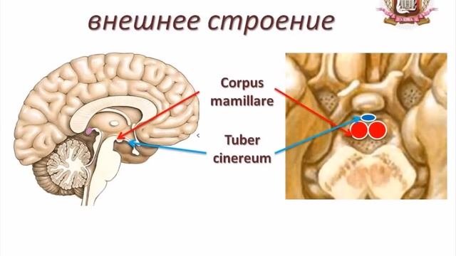 Промежуточный мозг