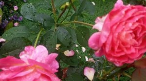Роза Gorgeous . Непрерывное цветение.