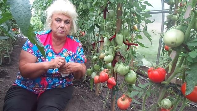 ВЫРАСТИТЬ ТОМАТЫ БЕЗ ФИТОФТОРЫ  - ЭТО РЕАЛЬНО! Ольга Чернова.