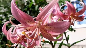 Роскошные цветы: Лилии тигровые очищают Душу и радуют Сердце.