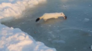 горностай))