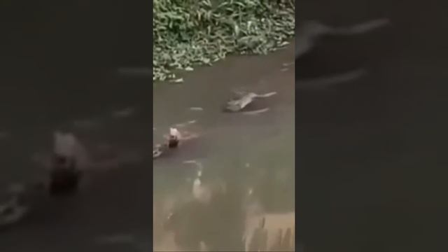 Capybara riding crocodile