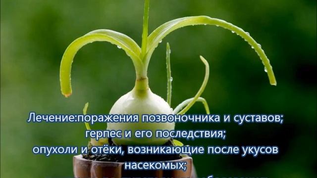 Индийский лук.Лечение.Как приготовить.